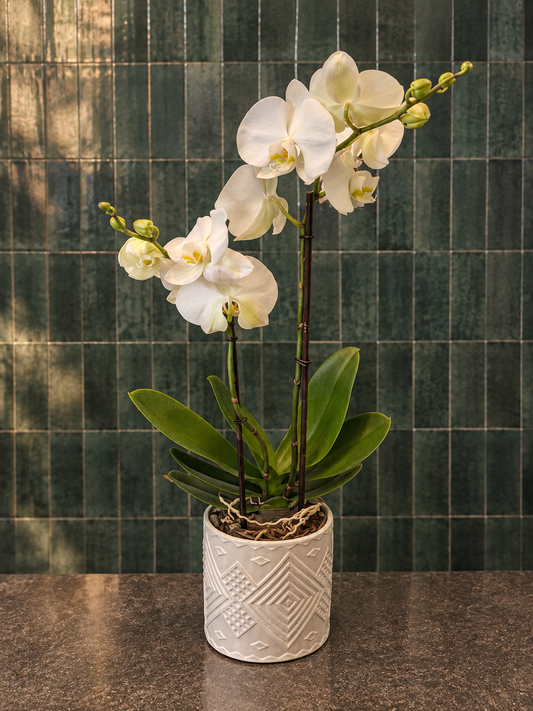 ✿ 2-Tak Orchidee in Keramieken Pot